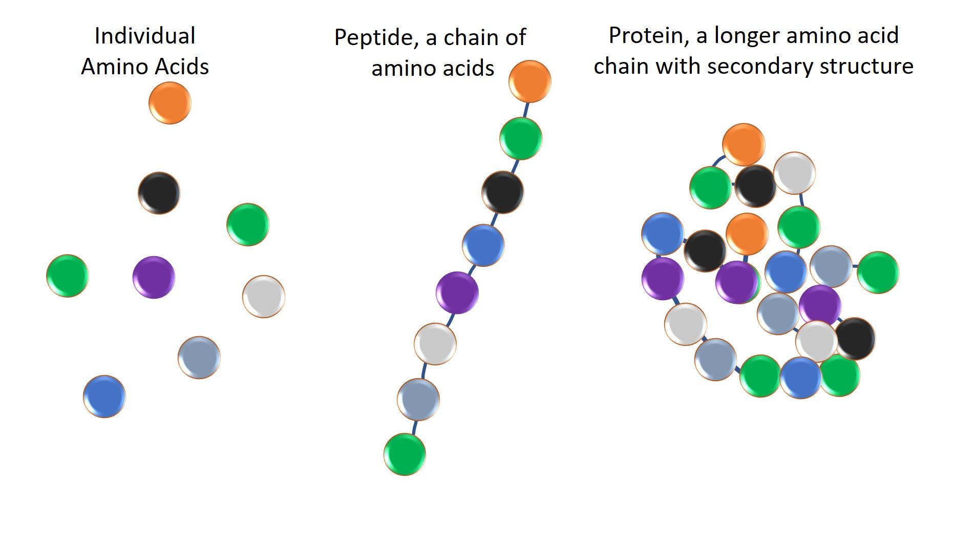 amino-acid-peptide-and-protein.jpg